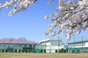 桜と校舎